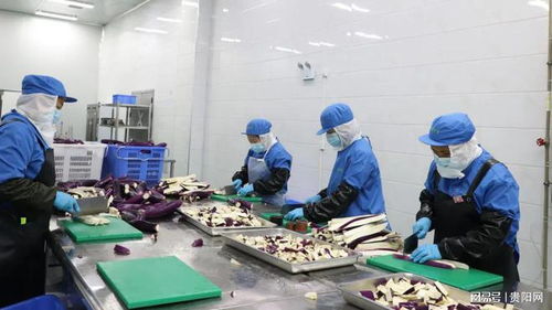 貴陽農(nóng)產(chǎn)品物流園鮮凍蔬菜加工項(xiàng)目投產(chǎn) 提升產(chǎn)業(yè)鏈效率，助力鄉(xiāng)村振興